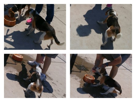 You can bring a beagle to water, but you can't make him drink.